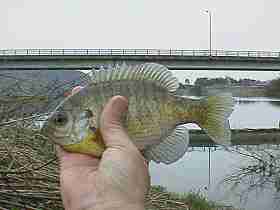 990417�M���̎ʐ^